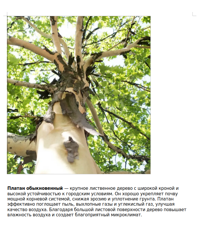Платан обыкновенный